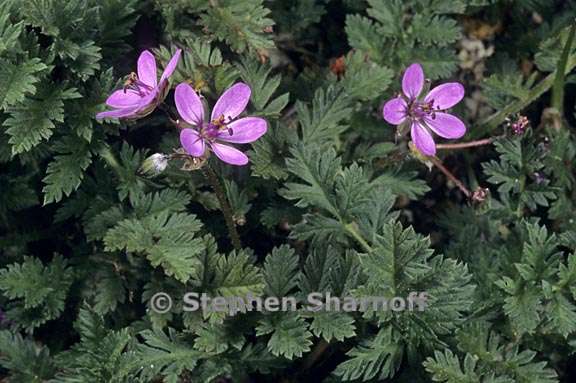 erodium cicutarium 2 graphic